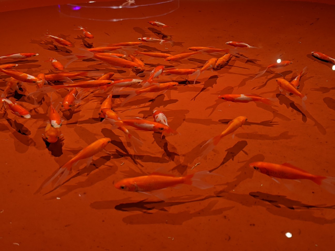 f:id:ranchou:20220706081802j:image