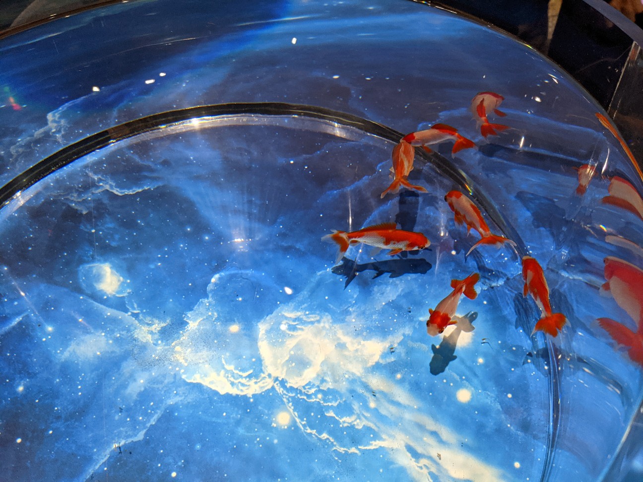 f:id:ranchou:20220706081812j:image