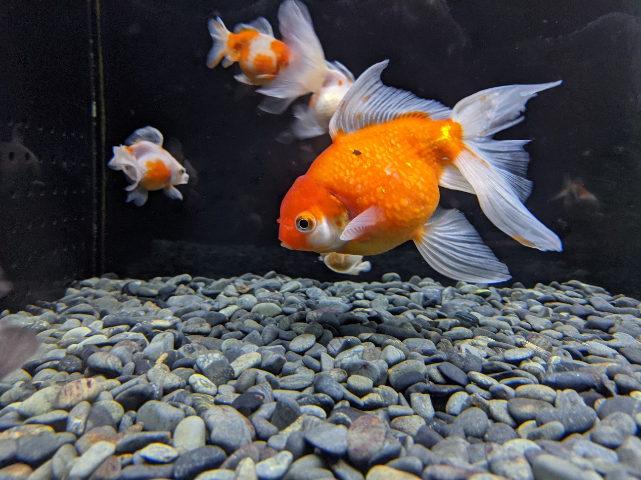 f:id:ranchou:20220706081843j:image