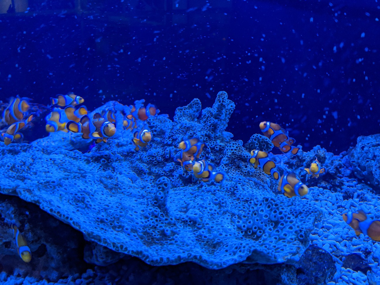 f:id:ranchou:20220706081935j:image