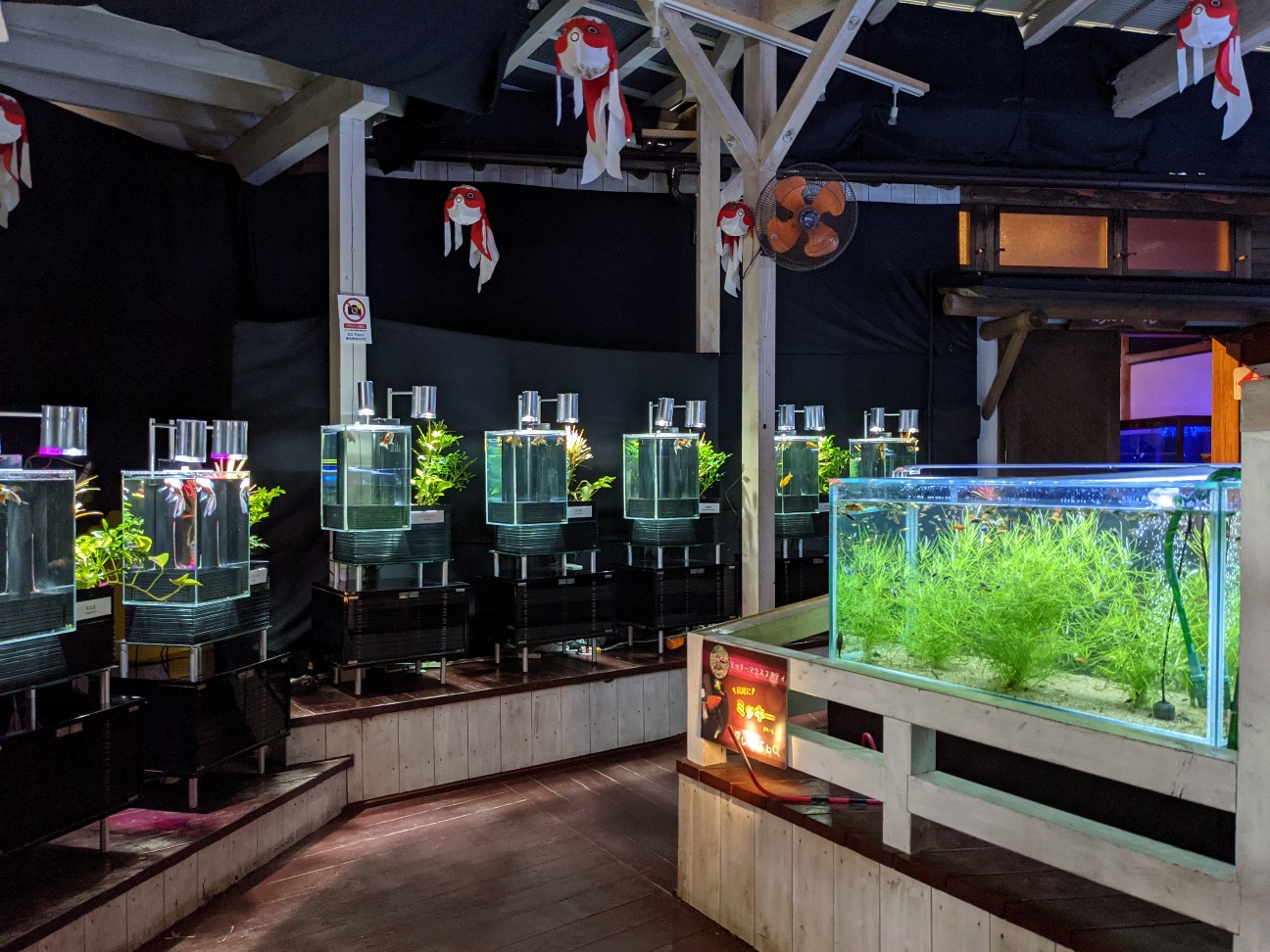 f:id:ranchou:20220706082022j:image