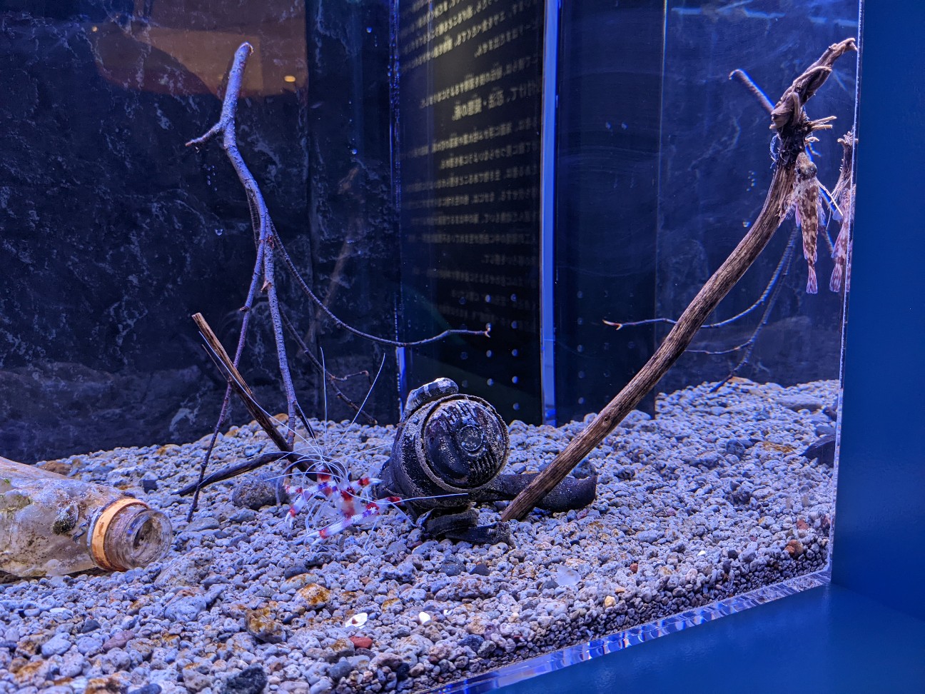 f:id:ranchou:20220710190558j:image