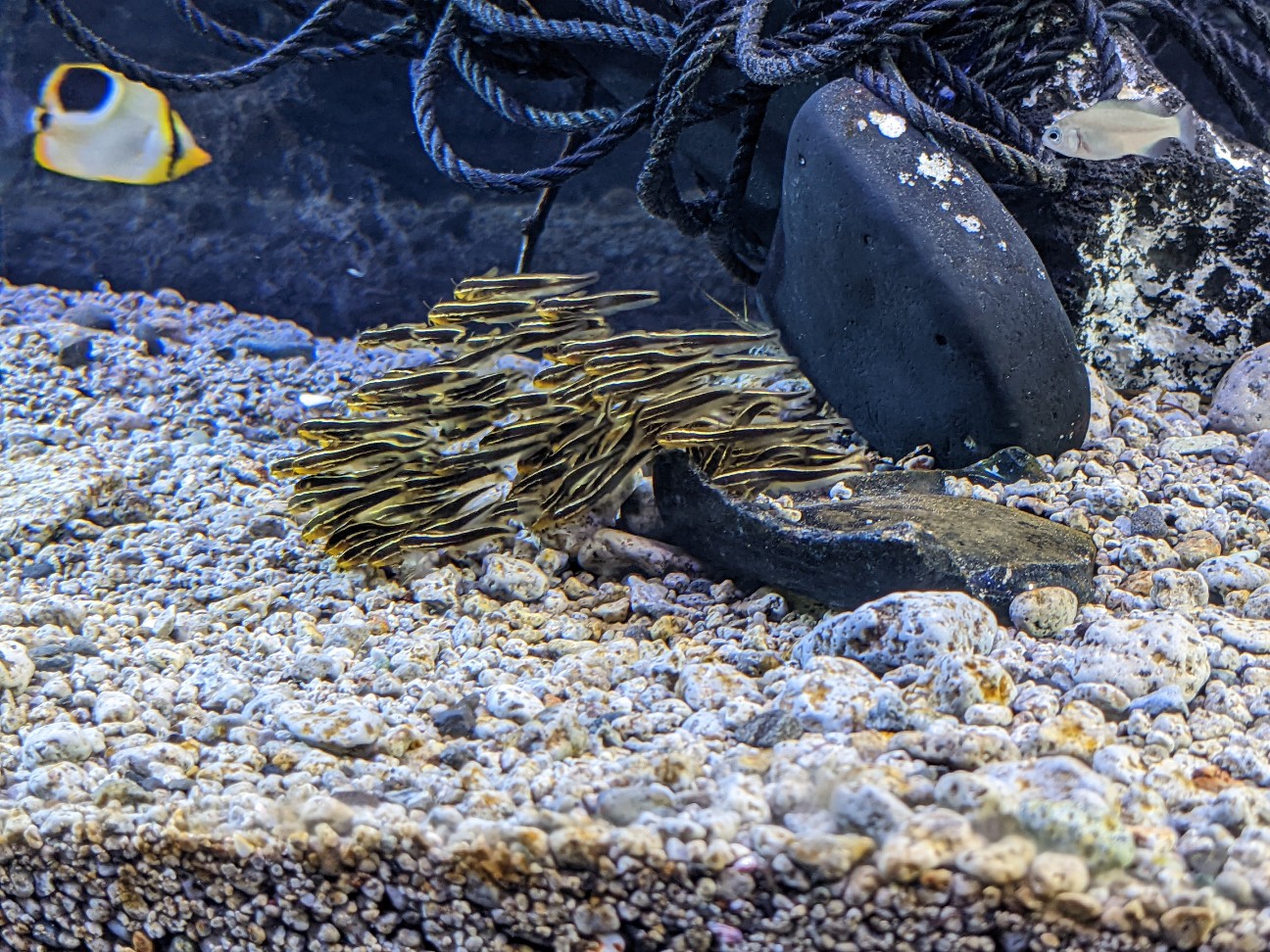 f:id:ranchou:20220710190659j:image