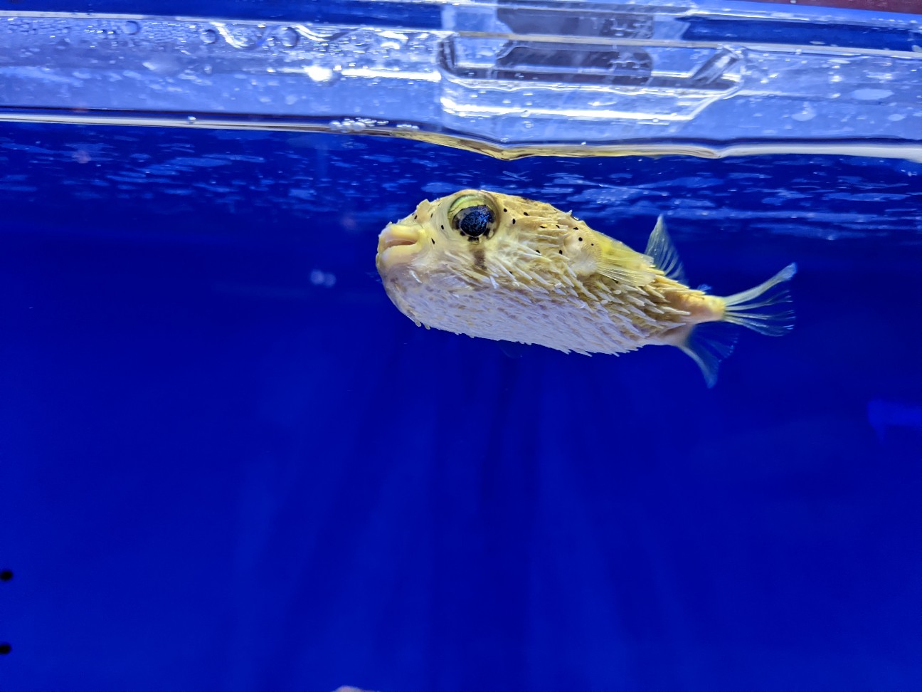 f:id:ranchou:20220710190901j:image