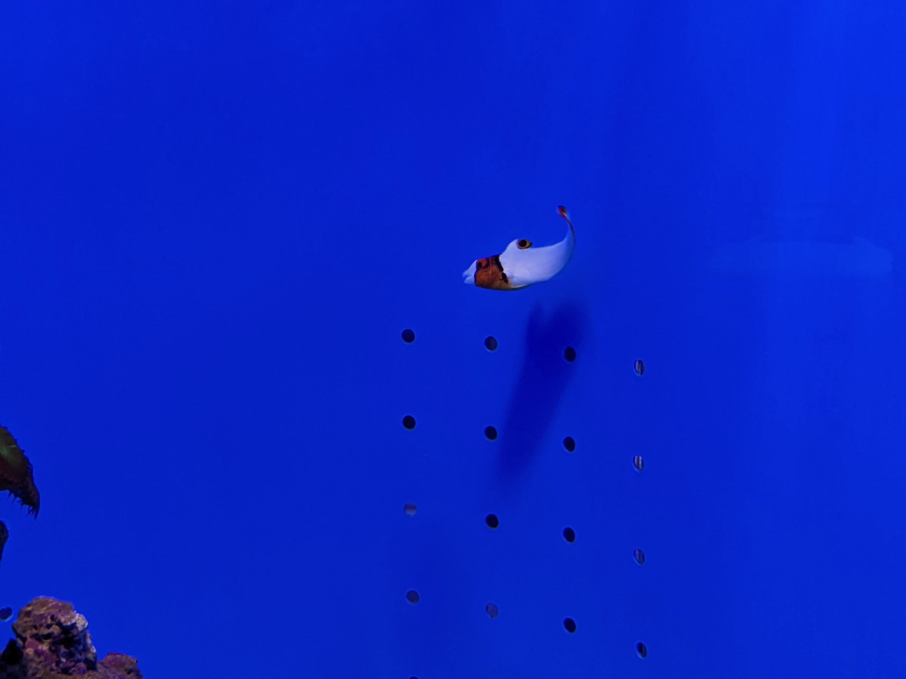 f:id:ranchou:20220710191028j:image