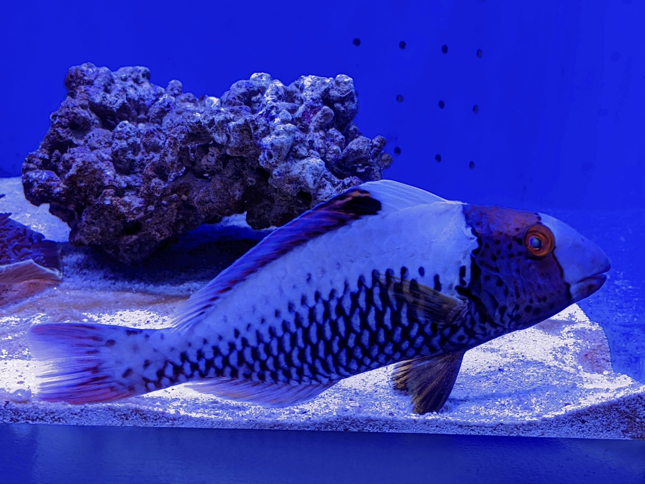 f:id:ranchou:20220710191041j:image