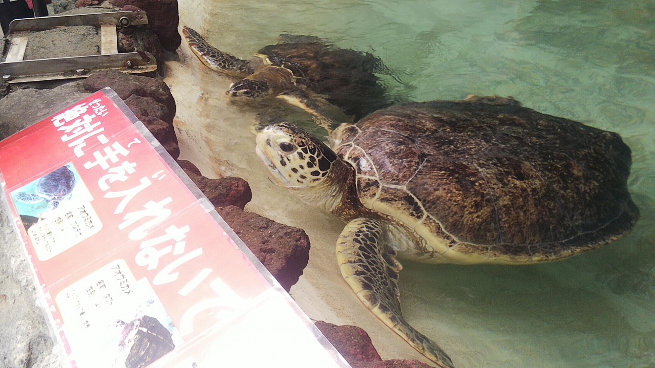 f:id:ranchou:20220714084527j:image