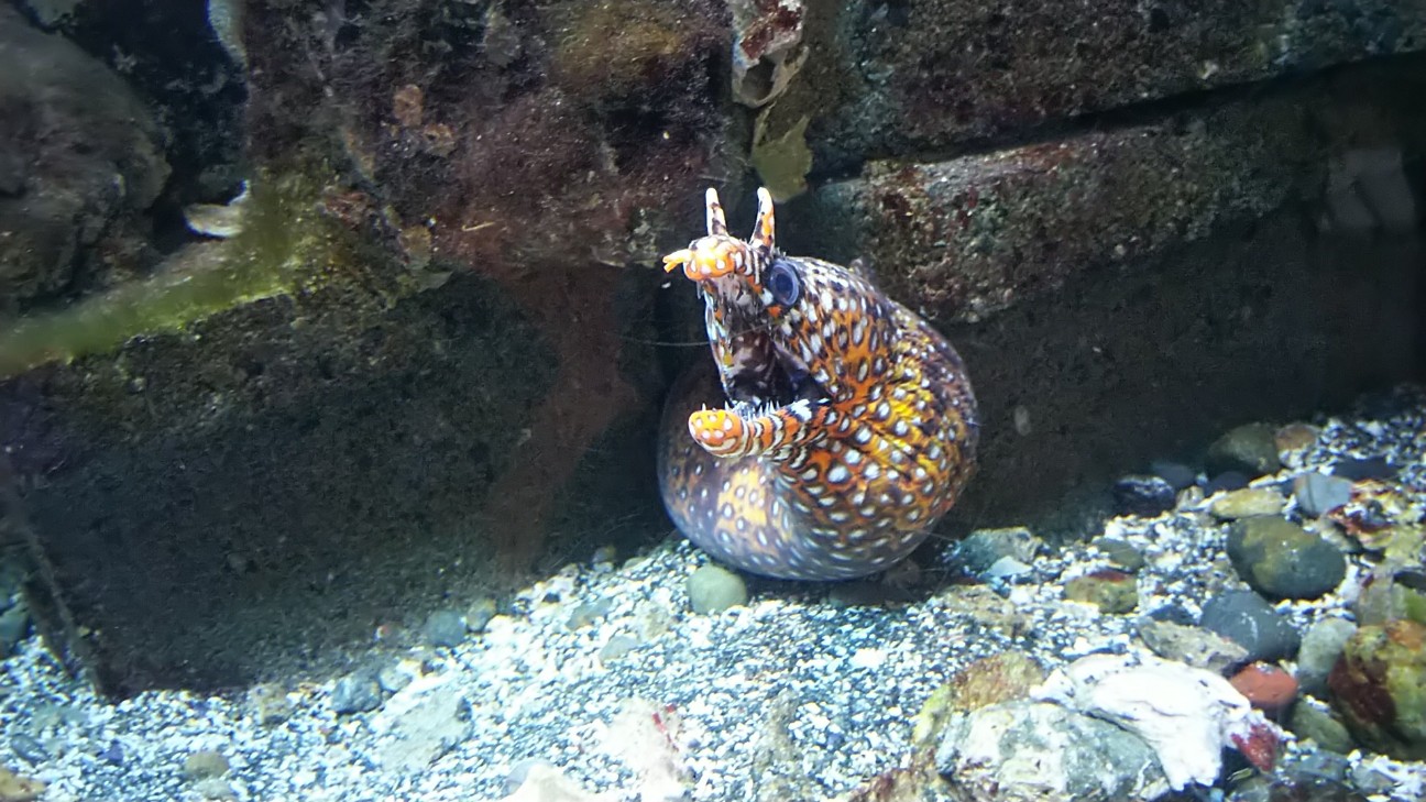 f:id:ranchou:20220714084644j:image