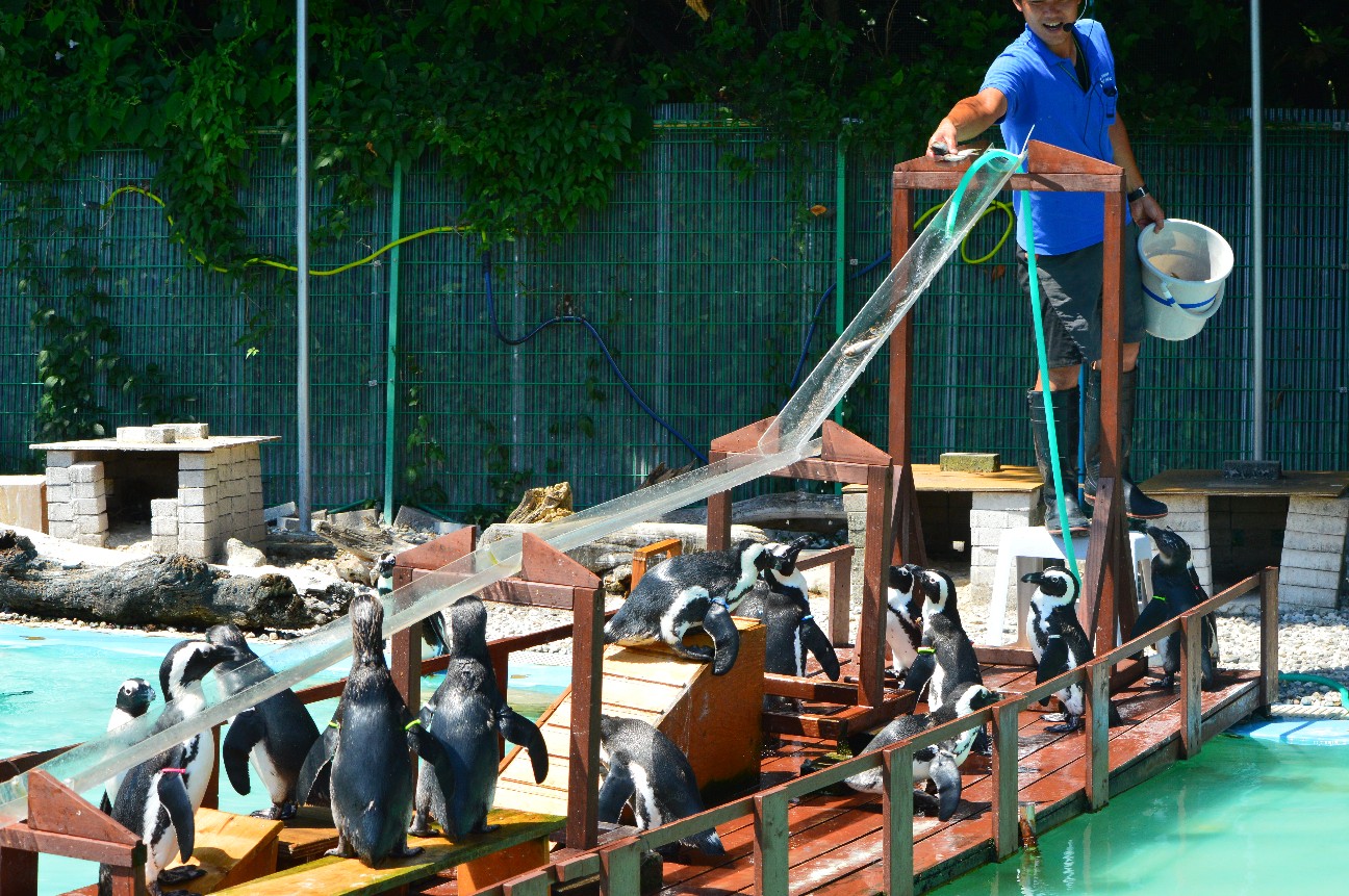 f:id:ranchou:20220714090623j:image