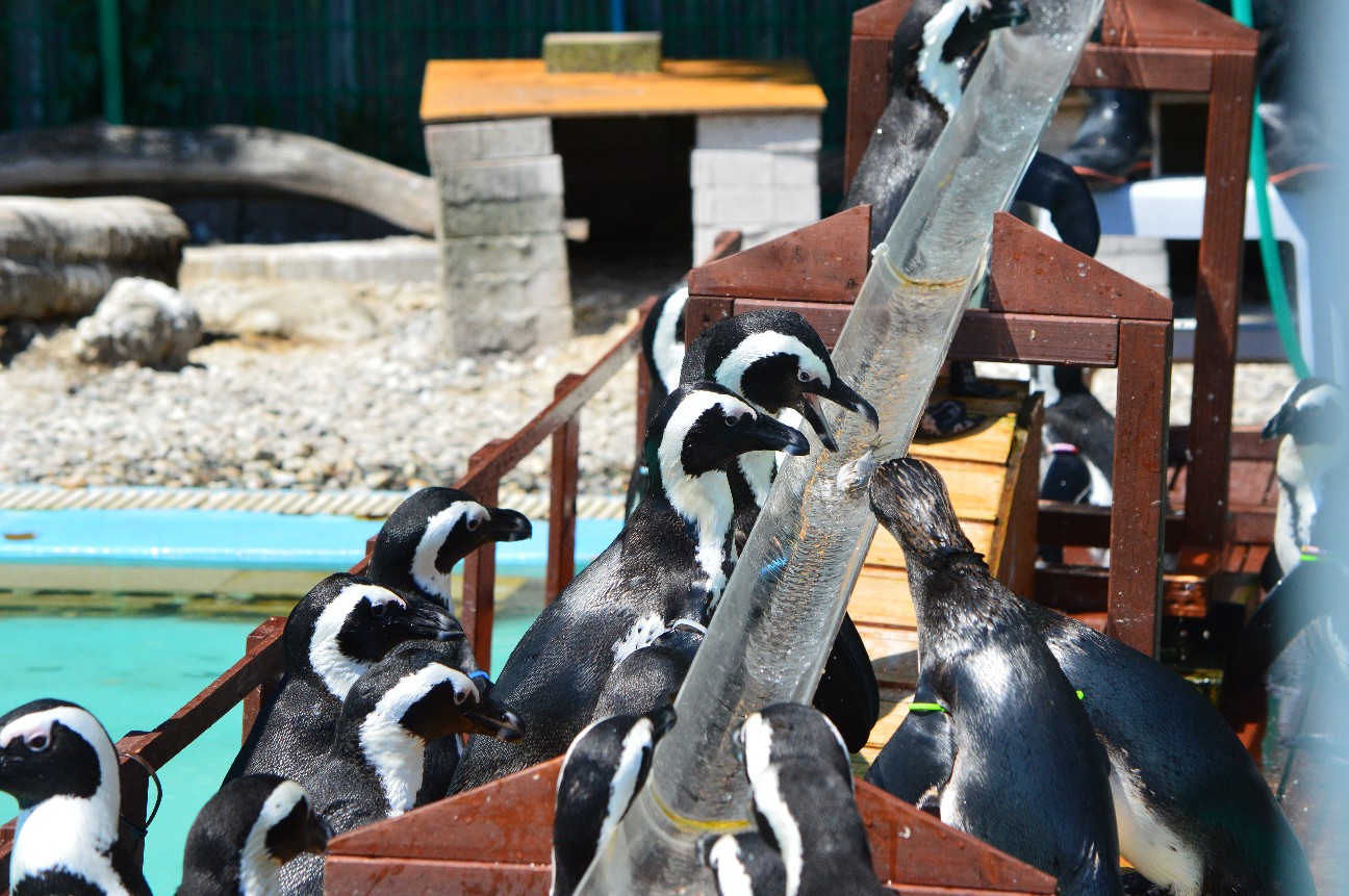 f:id:ranchou:20220714090642j:image