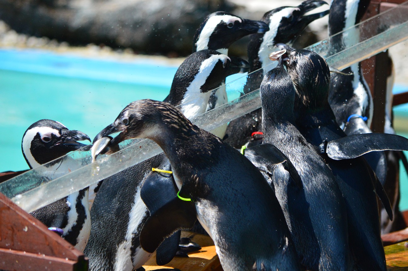 f:id:ranchou:20220714090656j:image