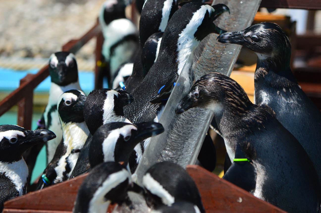 f:id:ranchou:20220714090716j:image