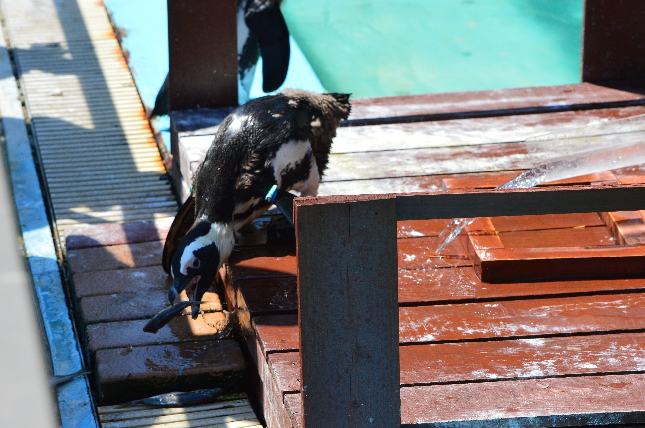 f:id:ranchou:20220714090729j:image