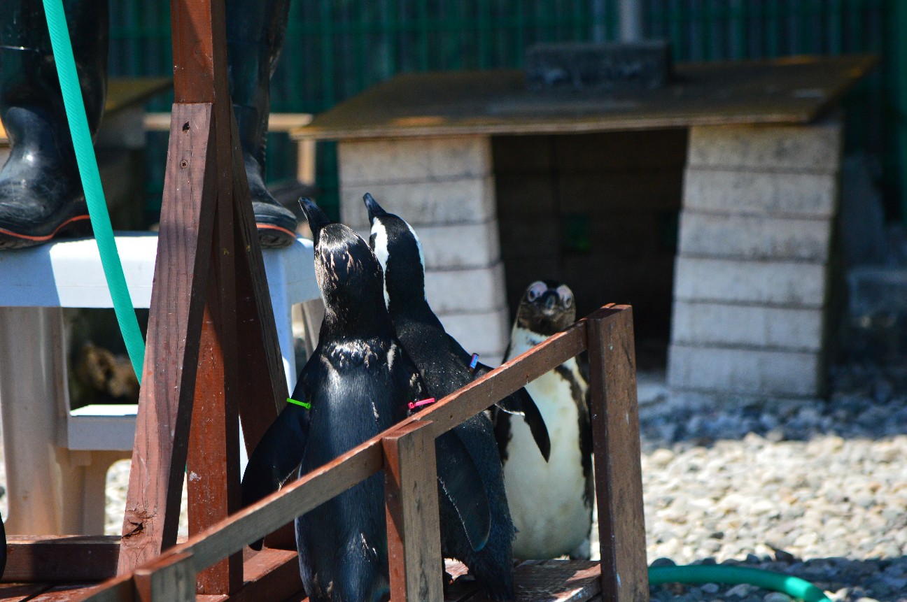 f:id:ranchou:20220714090747j:image