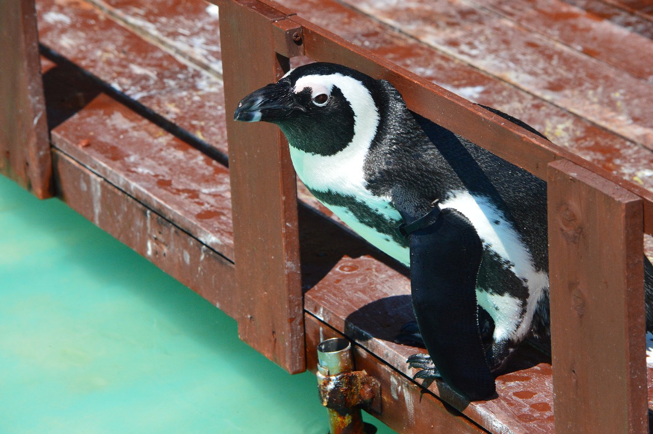 f:id:ranchou:20220714090803j:image