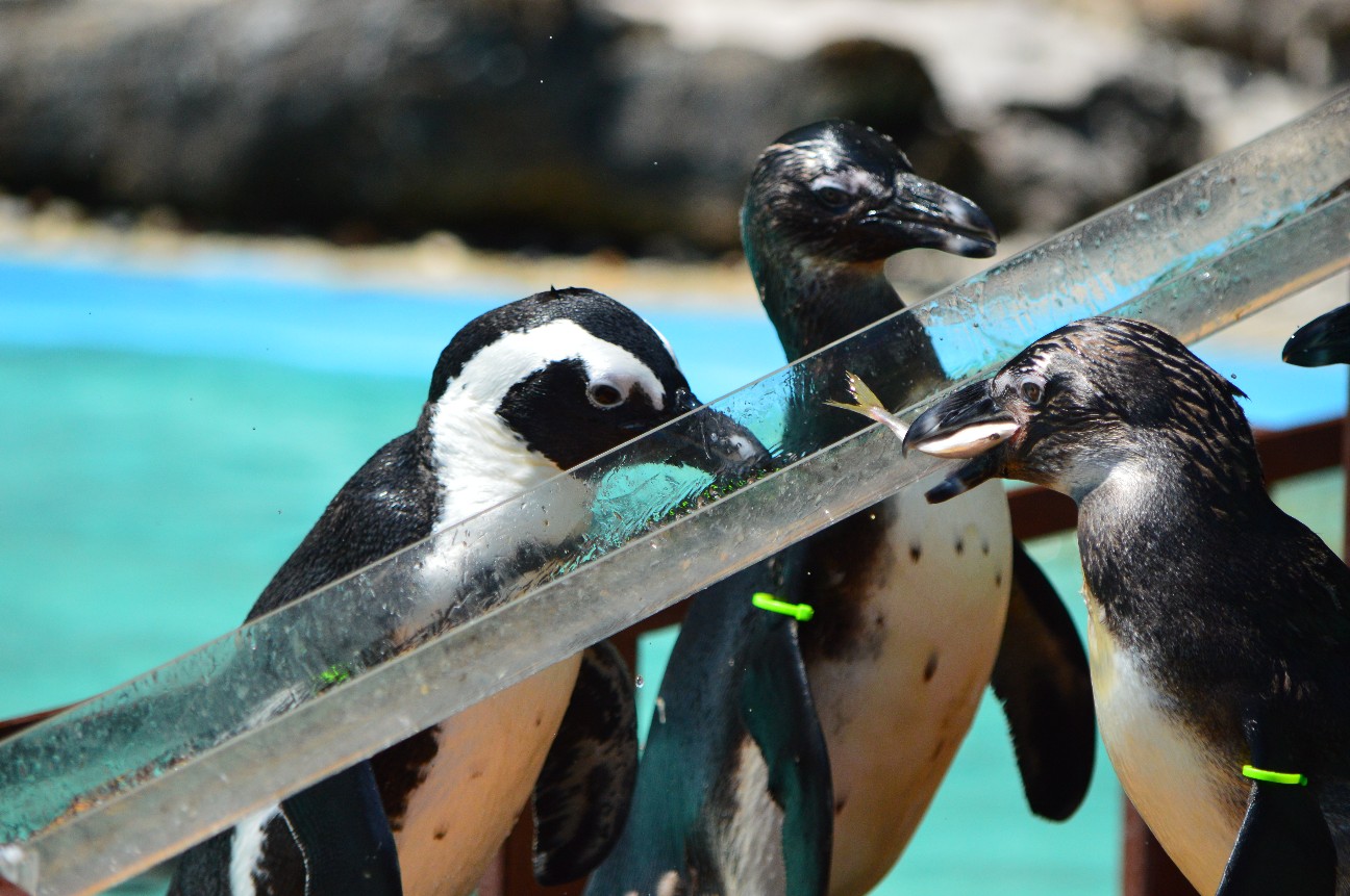 f:id:ranchou:20220714091026j:image