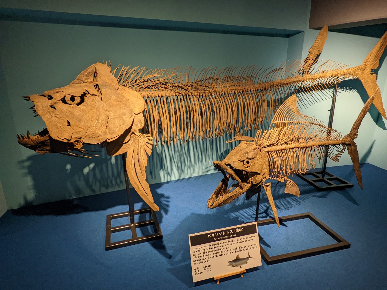 f:id:ranchou:20220716074852j:image f:id:ranchou:20220716074852j:image