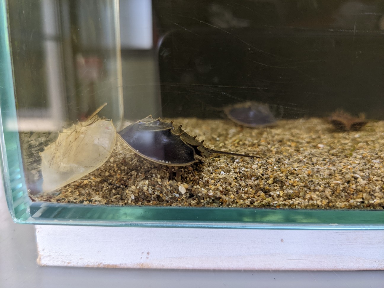 f:id:ranchou:20220716075222j:image f:id:ranchou:20220716075222j:image