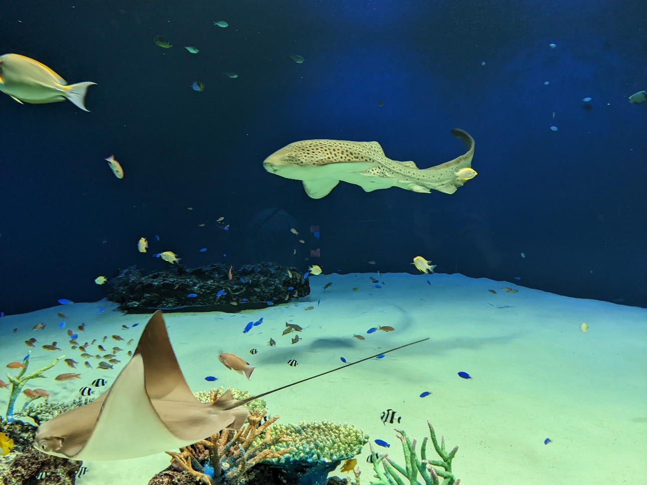 f:id:ranchou:20220718100033j:image