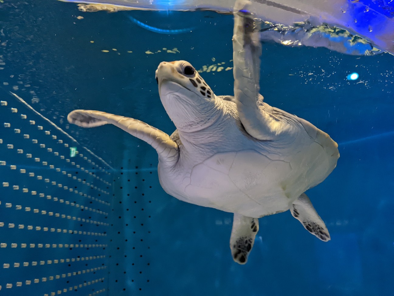 f:id:ranchou:20220718100056j:image