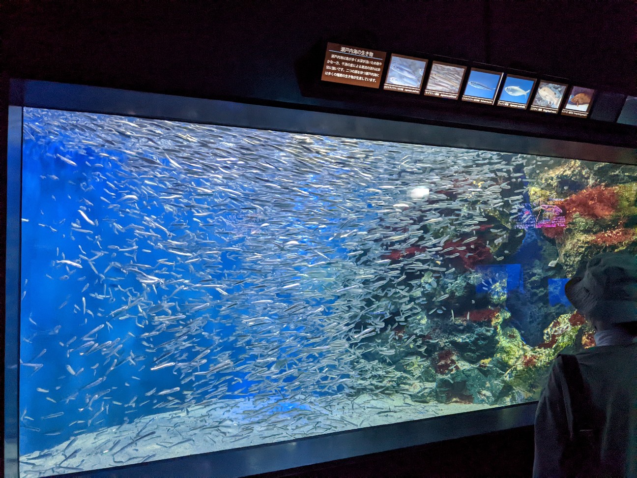 f:id:ranchou:20220718100108j:image