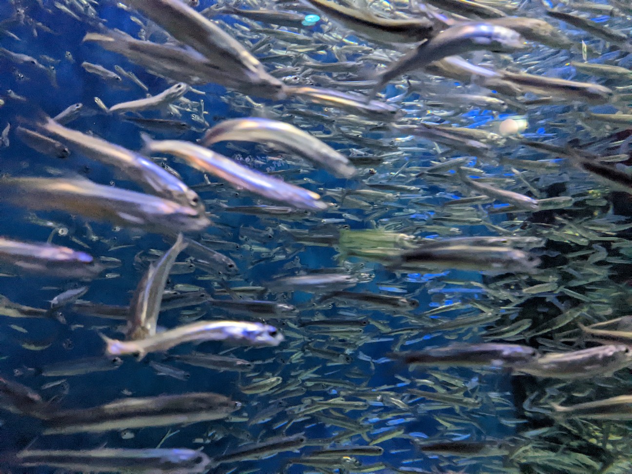 f:id:ranchou:20220718100117j:image