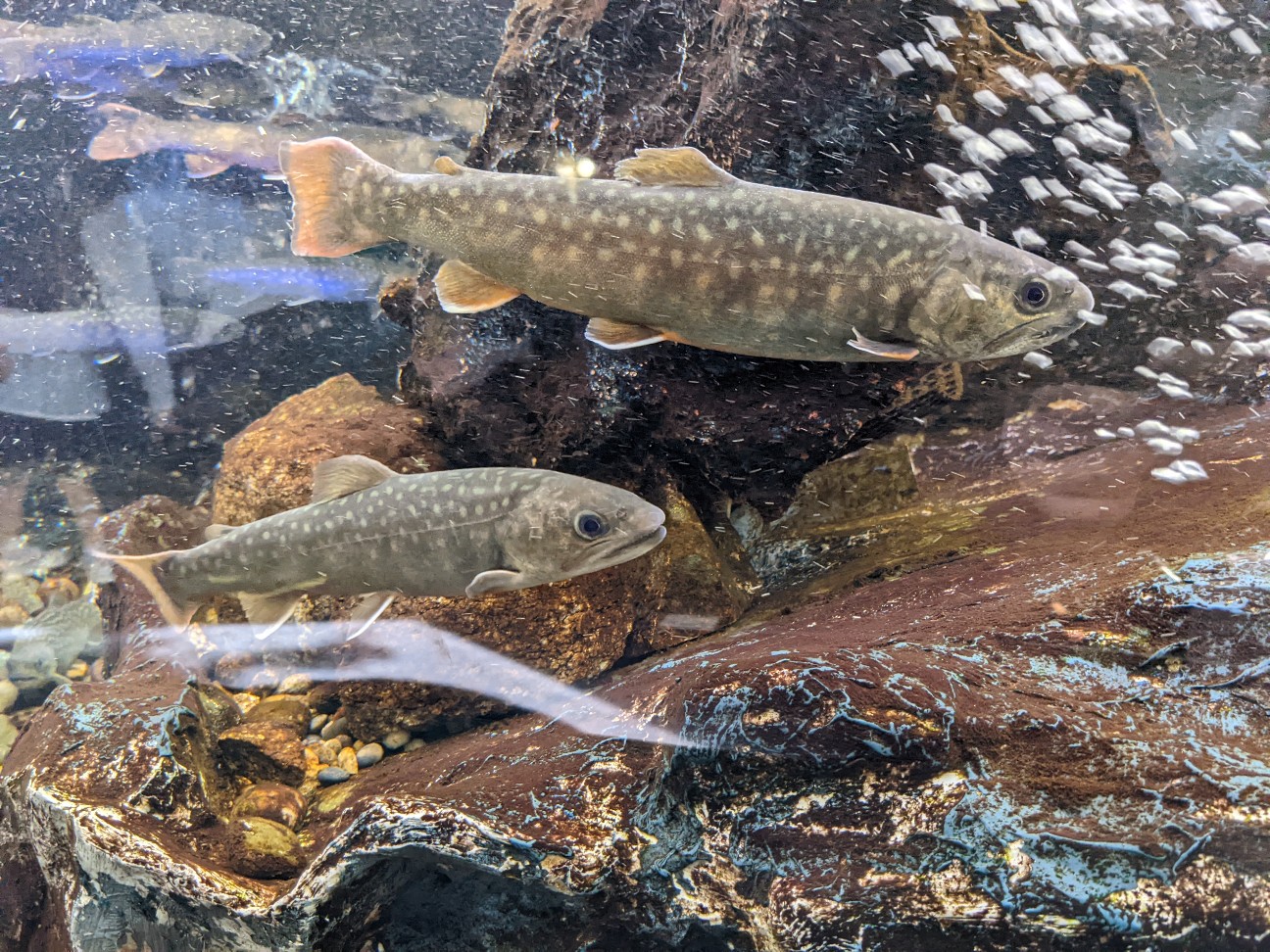 f:id:ranchou:20220718100240j:image