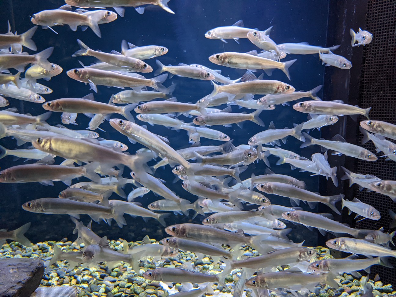 f:id:ranchou:20220718100349j:image