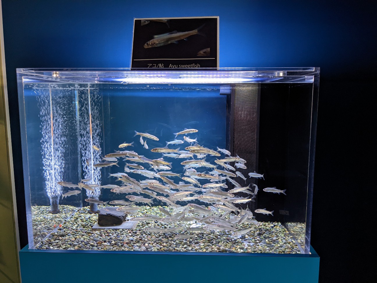 f:id:ranchou:20220718100406j:image