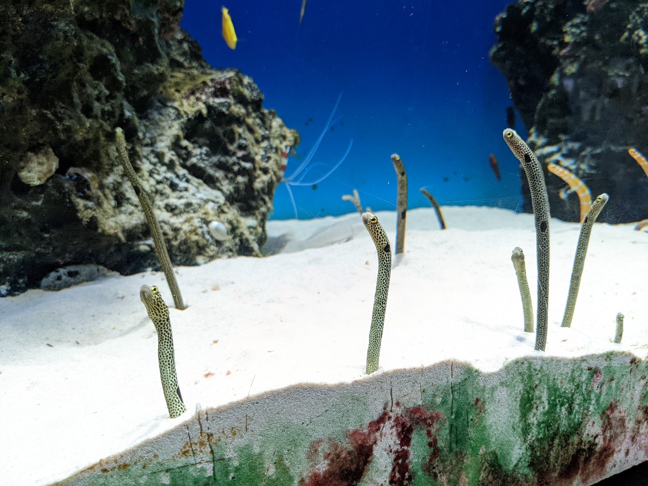 f:id:ranchou:20220718100432j:image