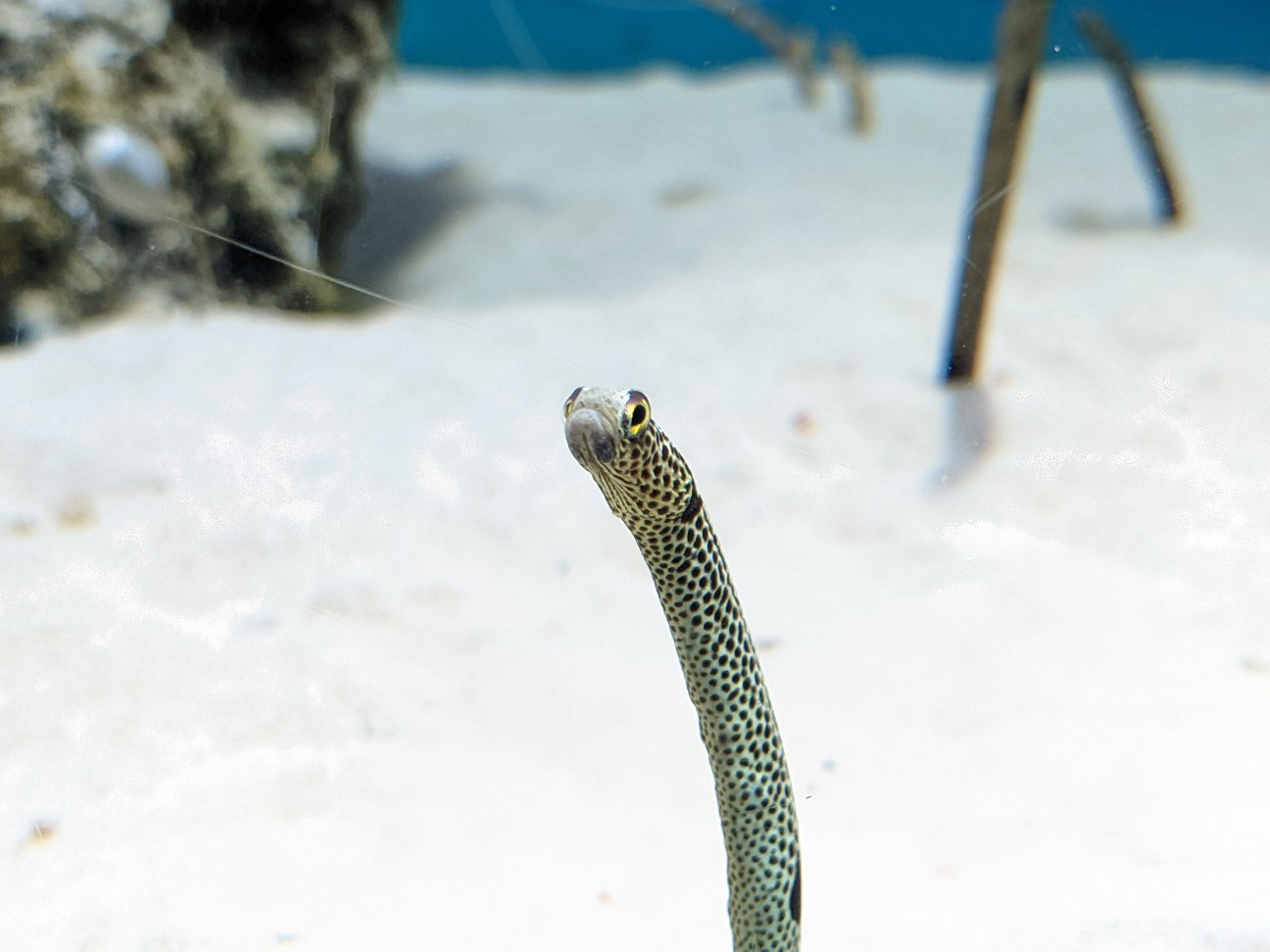 f:id:ranchou:20220718100445j:image