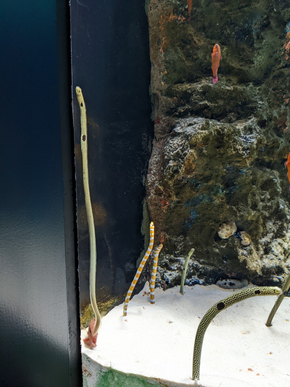 f:id:ranchou:20220718100501j:image