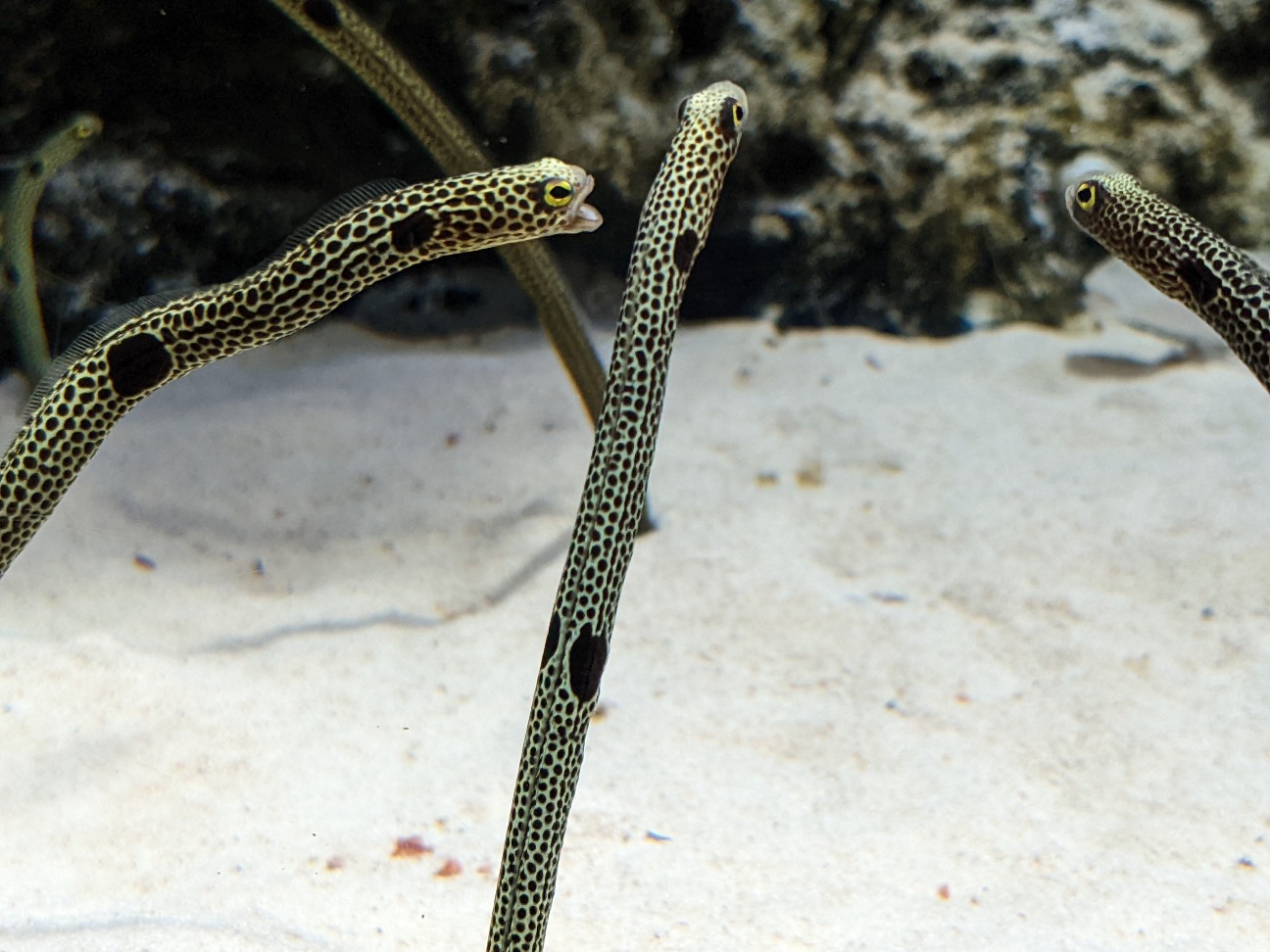 f:id:ranchou:20220718100518j:image