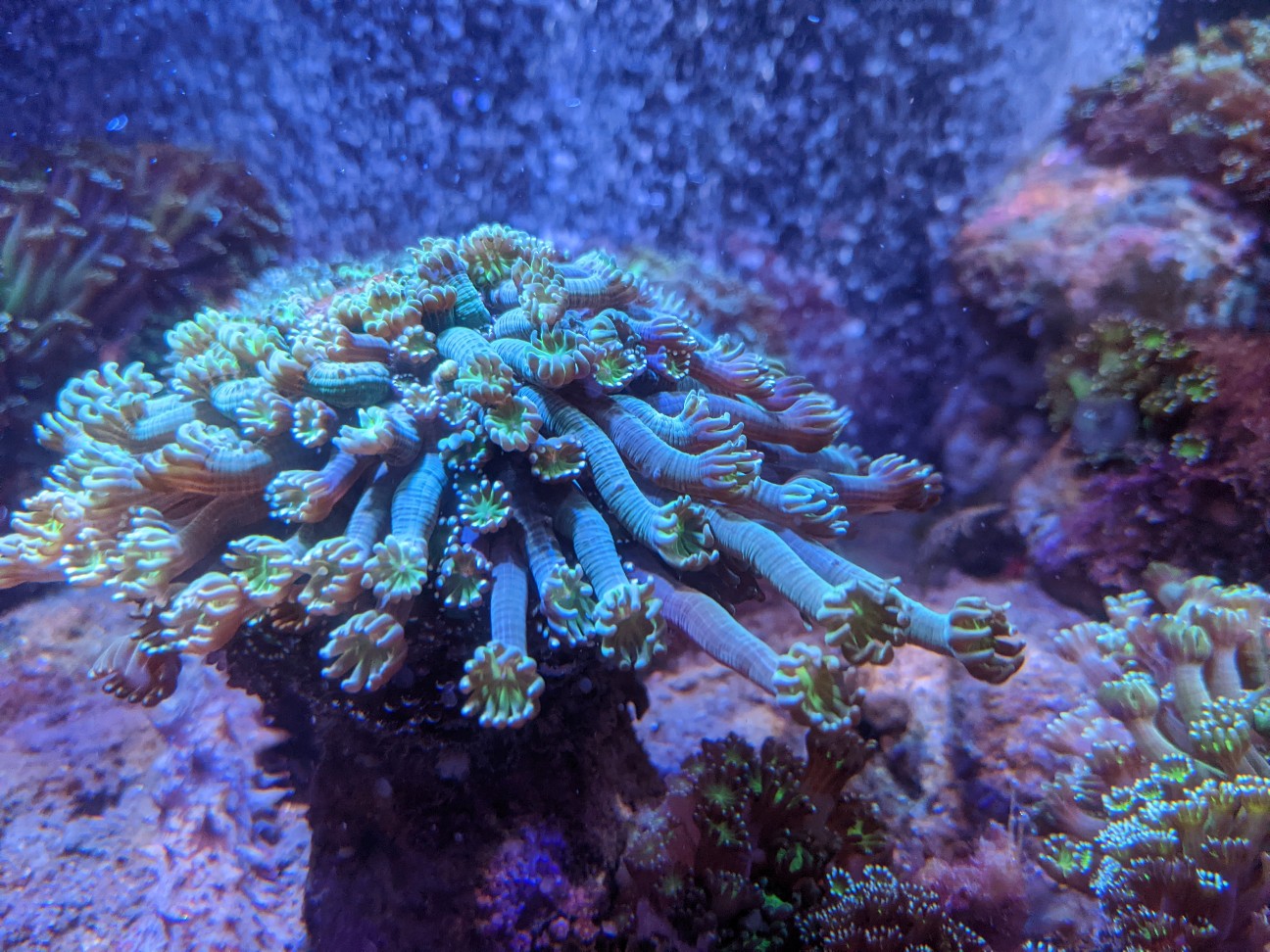 f:id:ranchou:20220719114329j:image