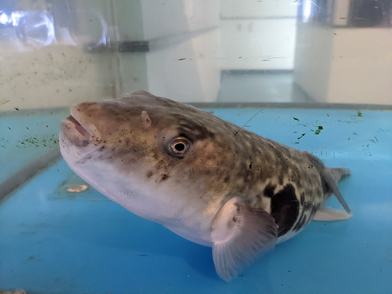 f:id:ranchou:20220719114348j:image