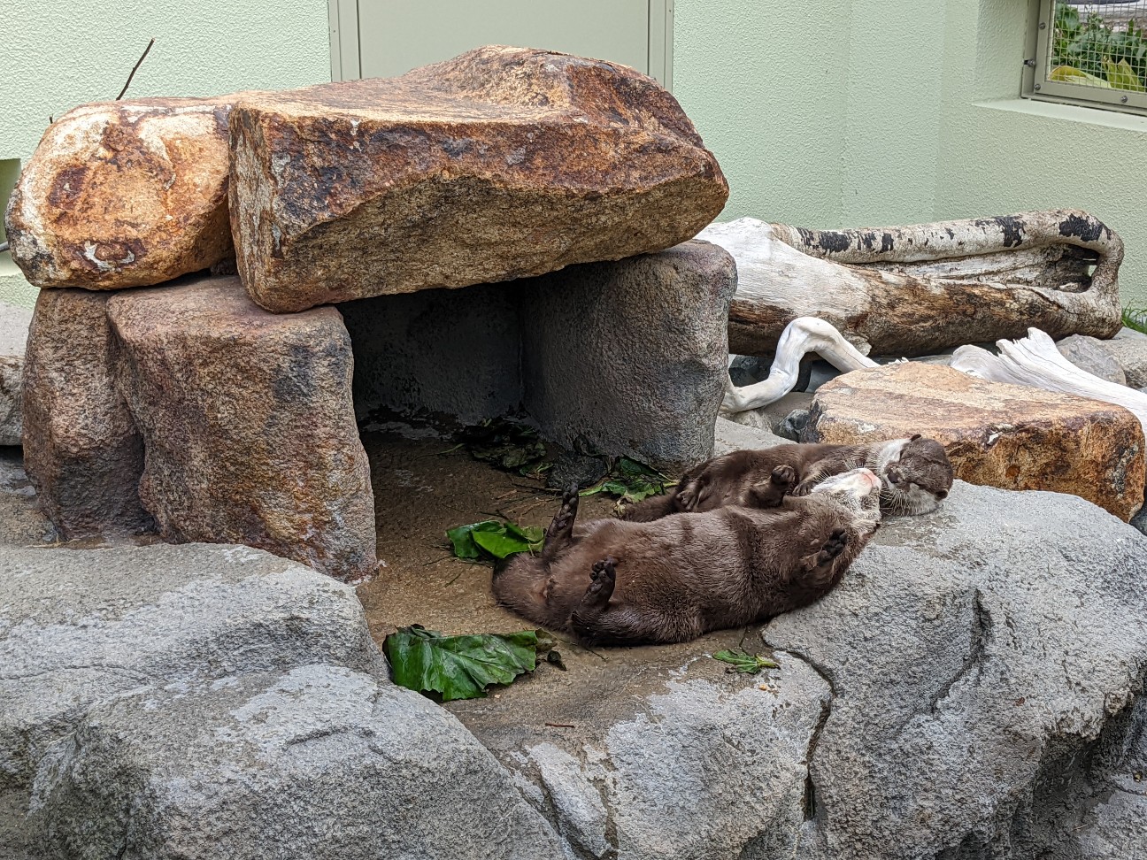 f:id:ranchou:20220720081359j:image