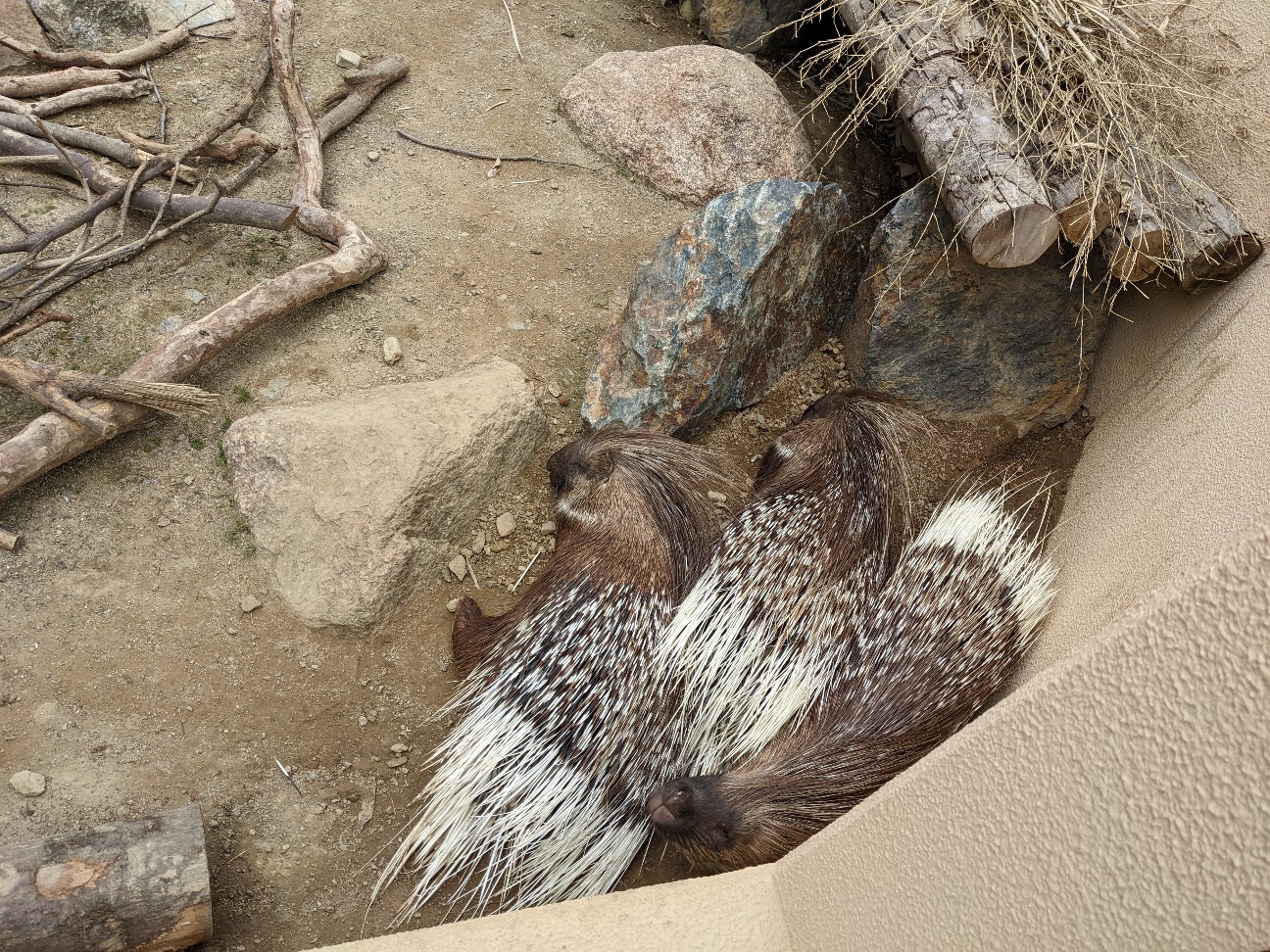 f:id:ranchou:20220720081410j:image