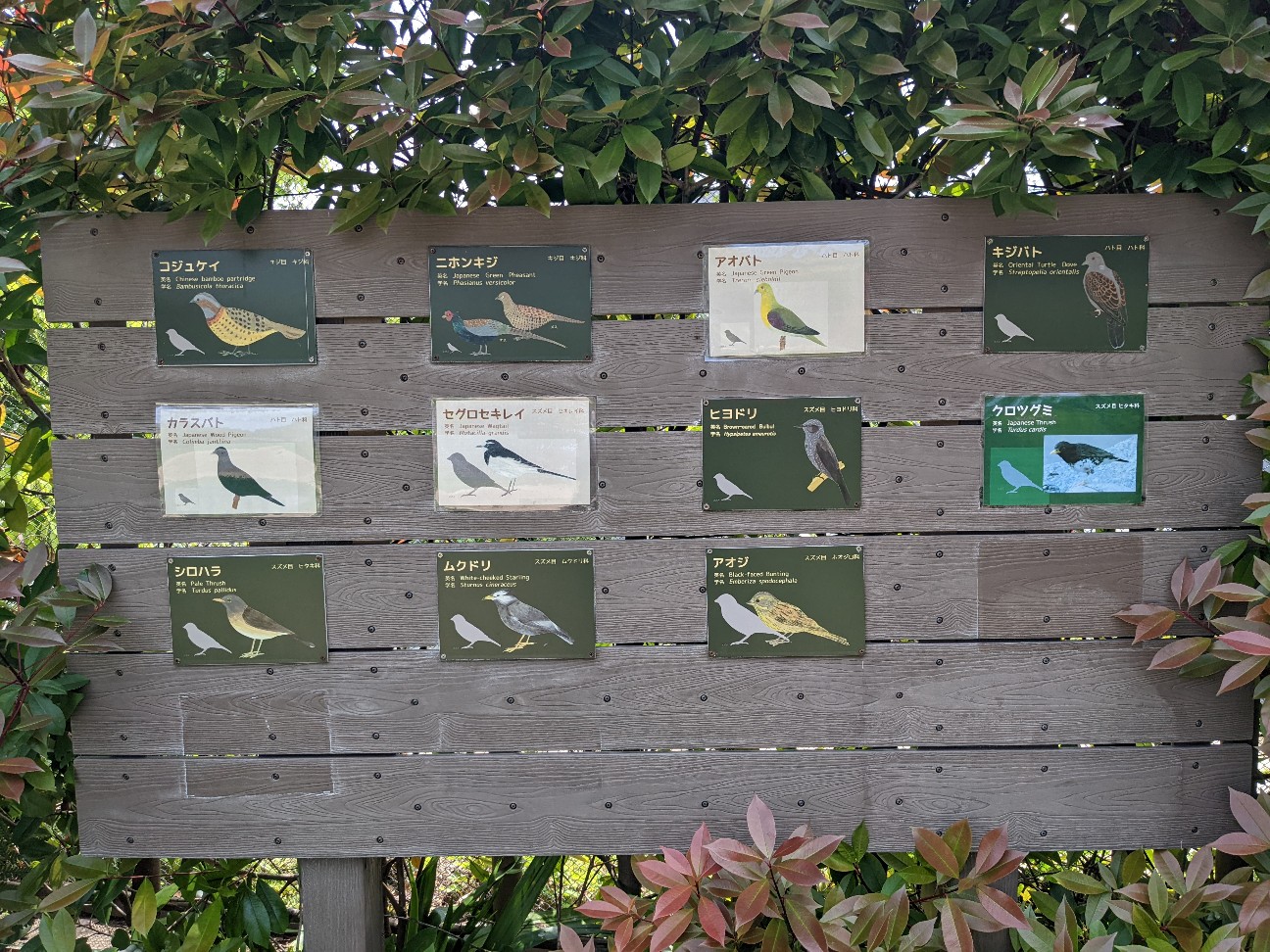 f:id:ranchou:20220720190655j:image