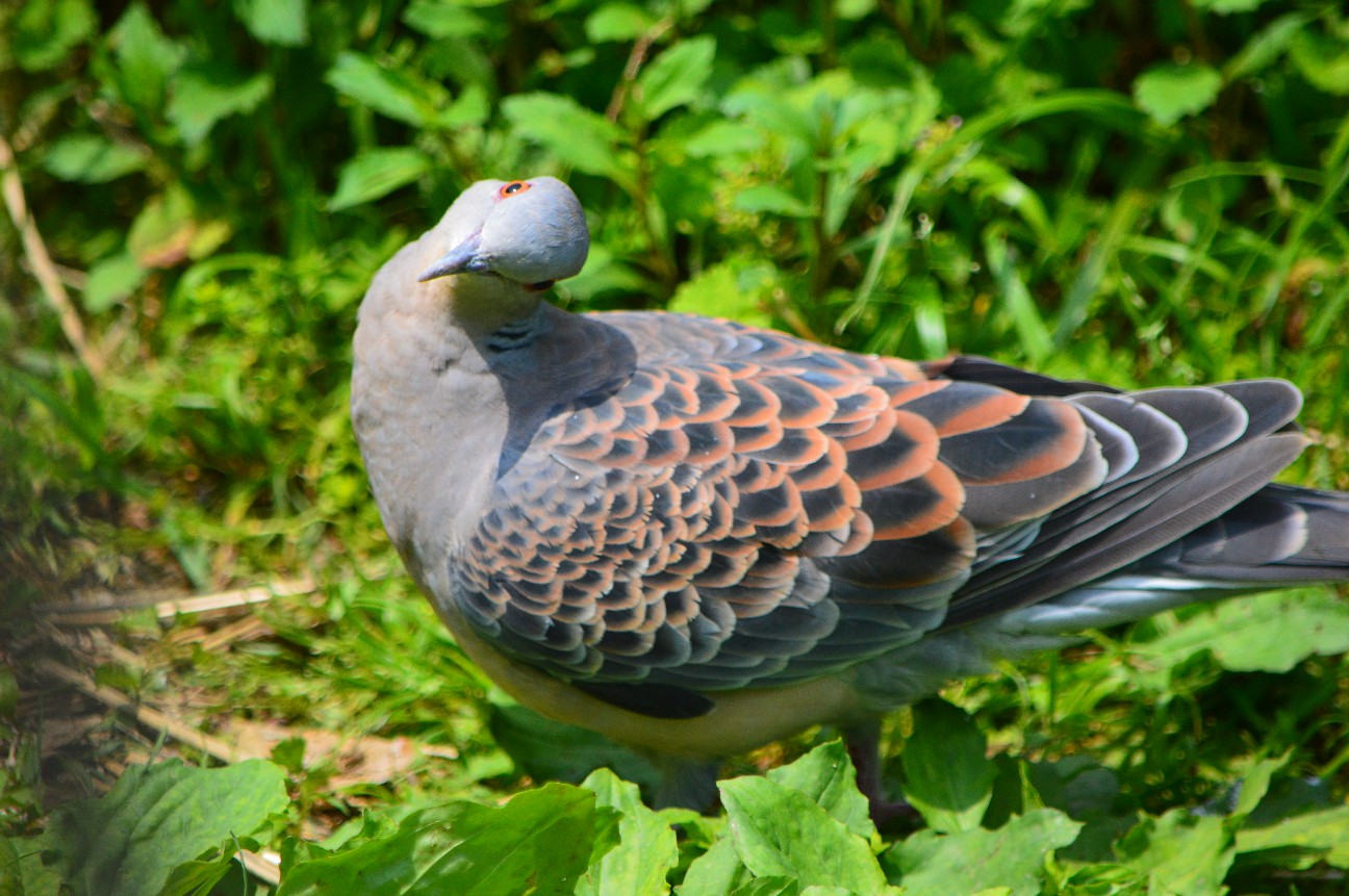 f:id:ranchou:20220720190730j:image