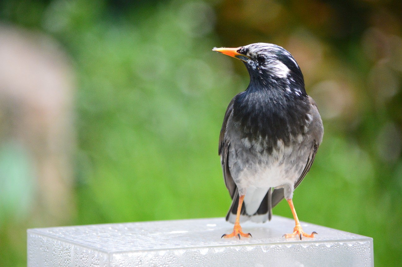 f:id:ranchou:20220720190811j:image