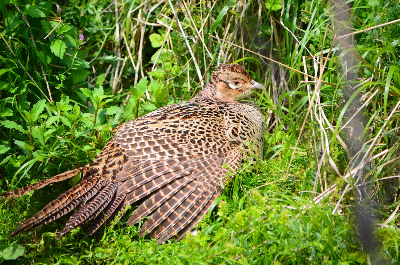 f:id:ranchou:20220720190840j:image