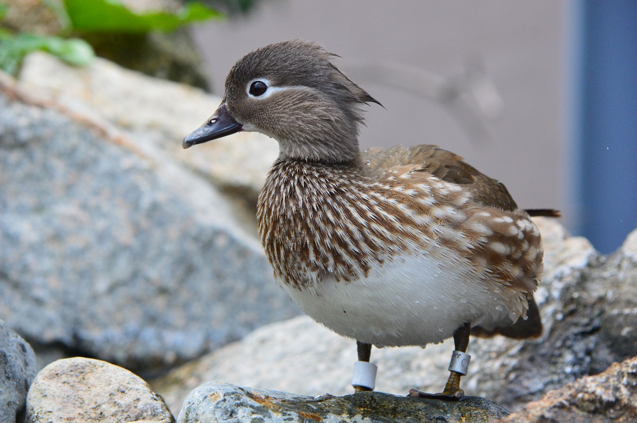 f:id:ranchou:20220720190911j:image