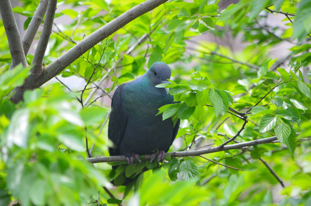 f:id:ranchou:20220720190924j:image