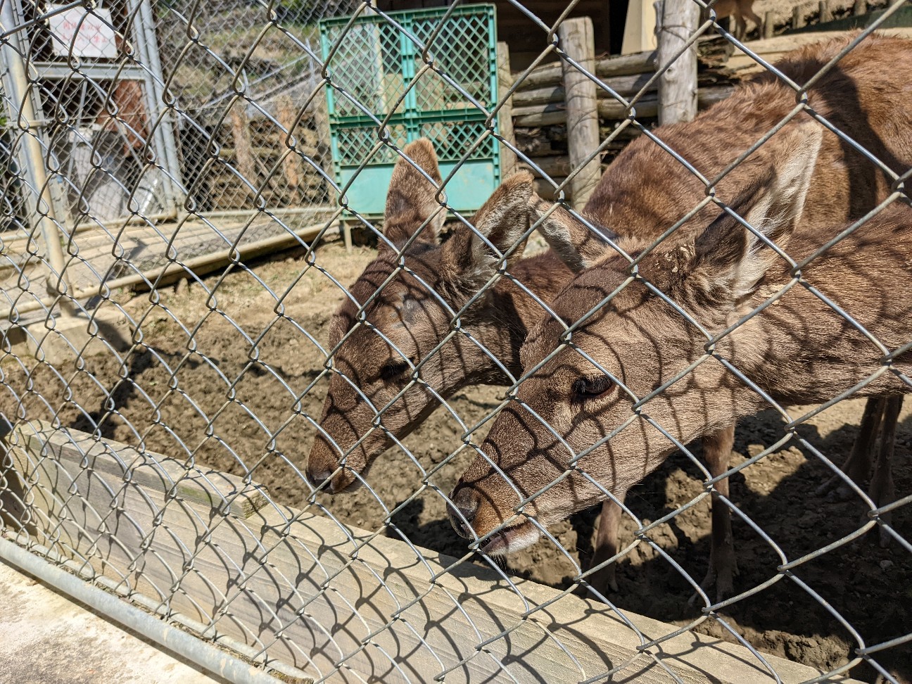 f:id:ranchou:20220725221217j:image