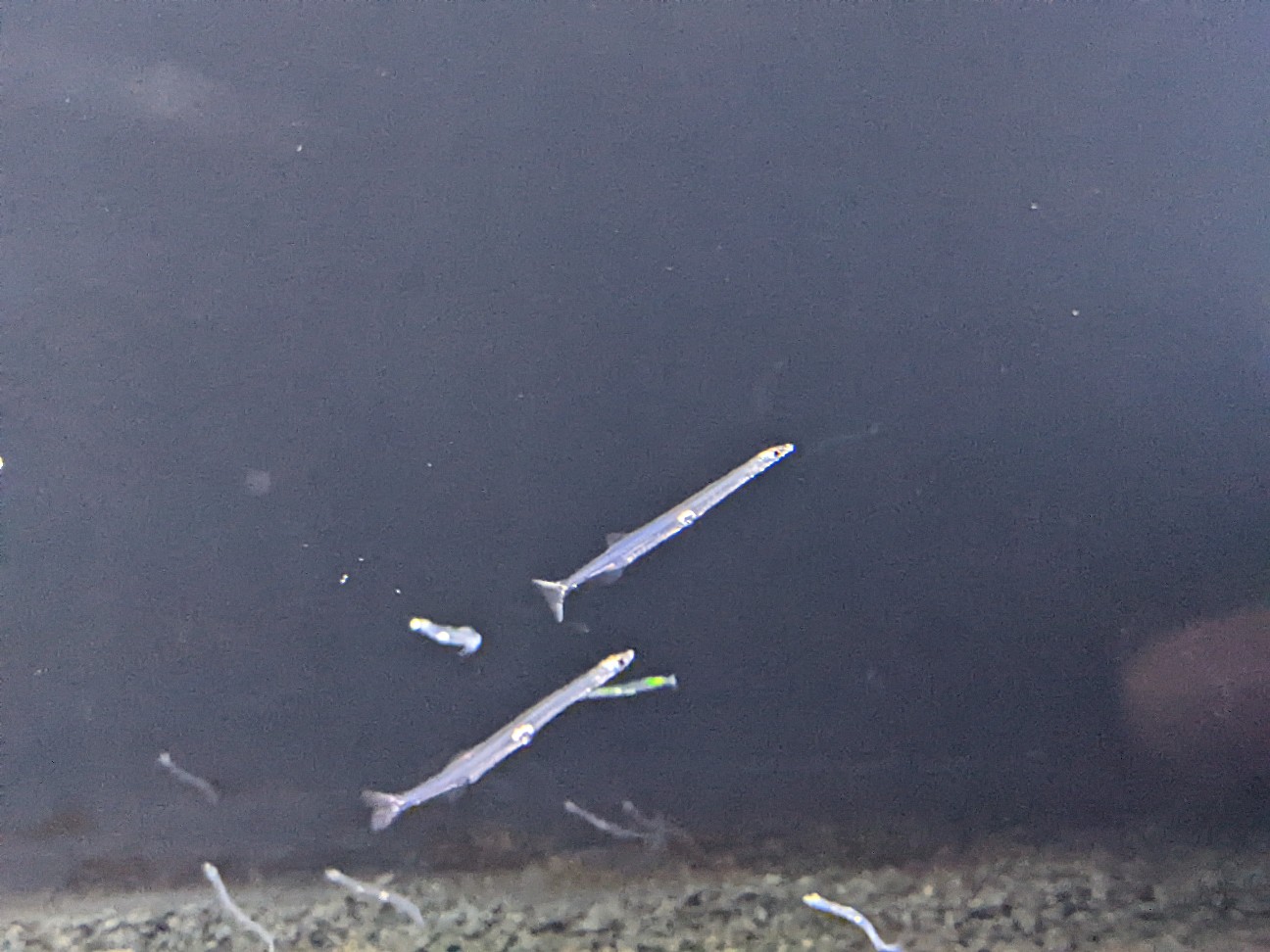 f:id:ranchou:20220726093103j:image