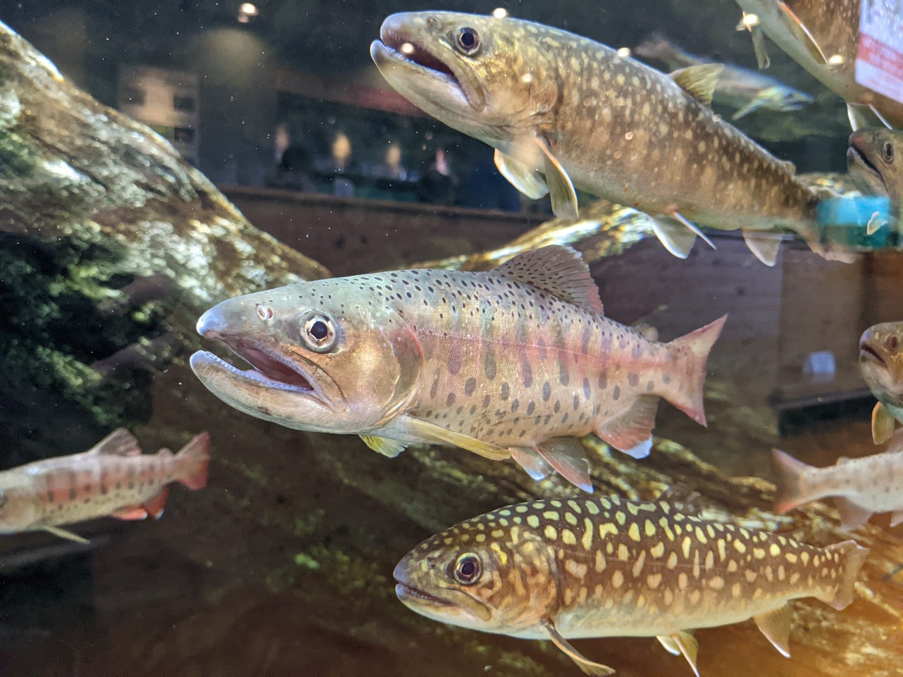 f:id:ranchou:20220726194707j:image