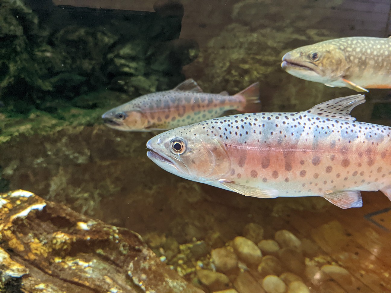 f:id:ranchou:20220726194717j:image