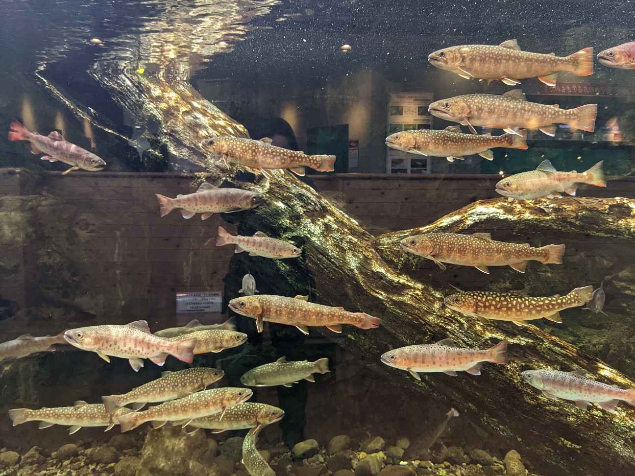 f:id:ranchou:20220726194727j:image