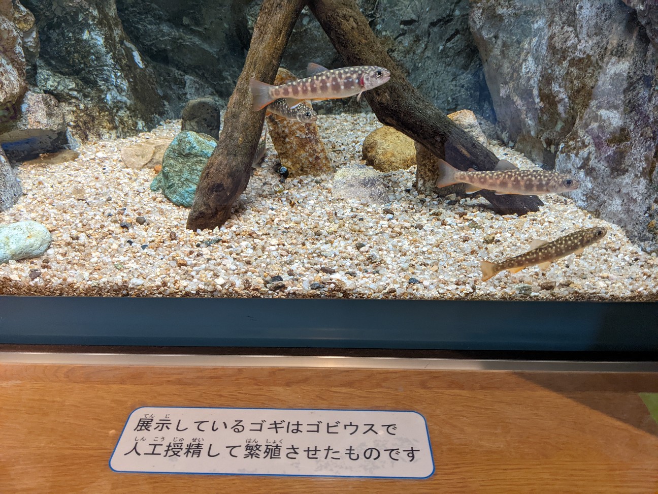 f:id:ranchou:20220726194848j:image