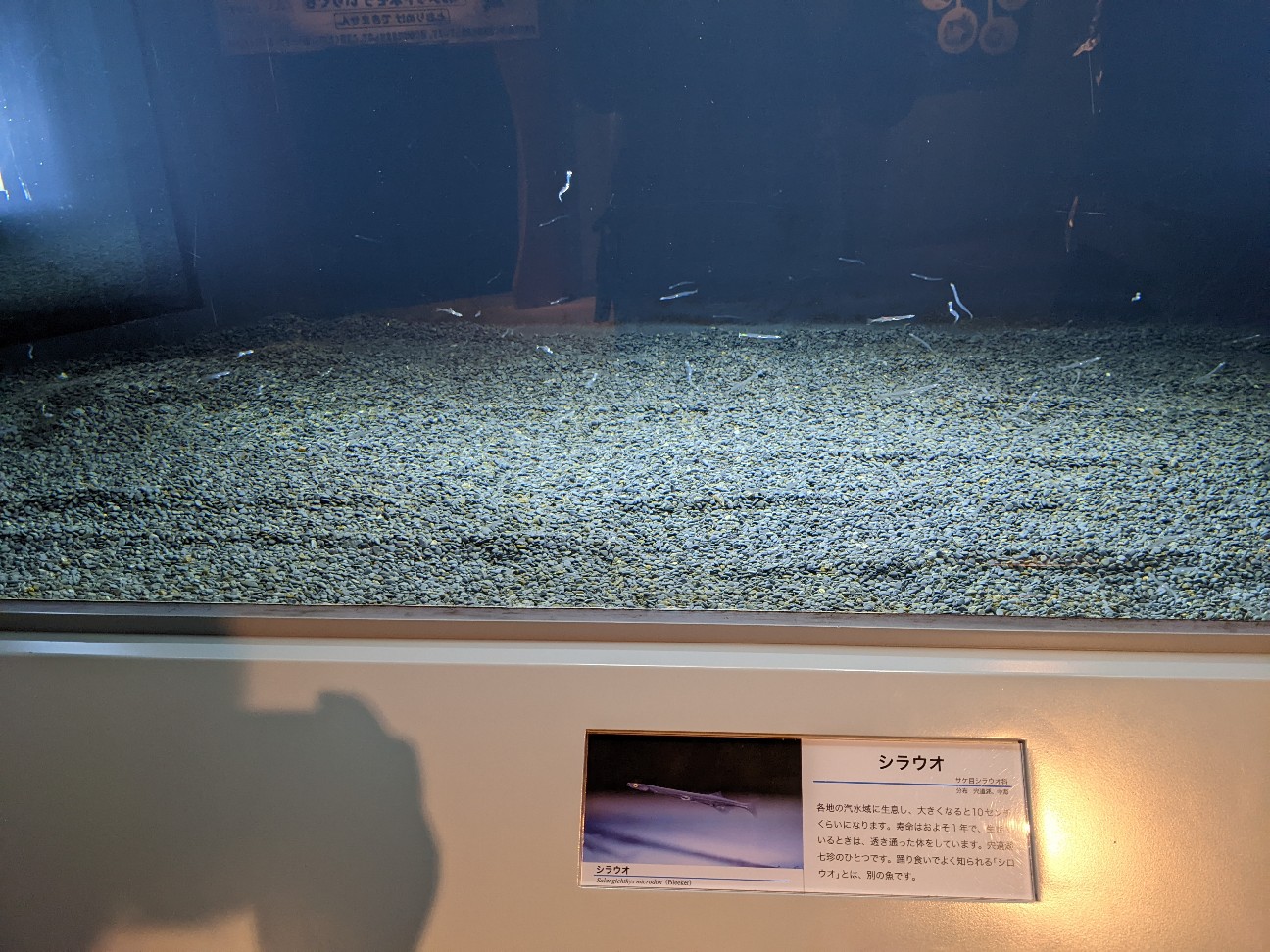 f:id:ranchou:20220726195813j:image